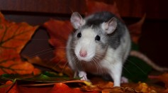  Rats Exclusively Prefer Alcohol Over Social Interaction Even When They Need To Exert More Effort To Obtain It, Study Reveals