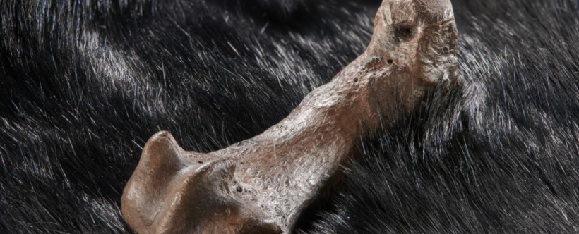 The cave bear metatarsal with cut marks suggestive of skinning. 