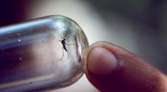In northern Brazil, a mosquito caught in a vial may have picked up the yellow fever virus from a monkey who carried it without ill effects. When the mosquito bites a human, the potentially fatal virus is transmitted.