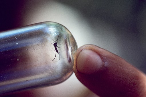 In northern Brazil, a mosquito caught in a vial may have picked up the yellow fever virus from a monkey who carried it without ill effects. When the mosquito bites a human, the potentially fatal virus is transmitted.