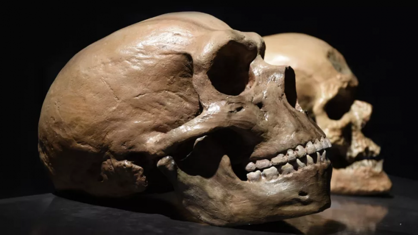 A Neanderthal skull (front) versus a human skull (back). 