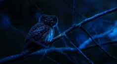 Being a night owl isn’t entirely a choice, but you can change your sleep-wake cycle — if you wish to.