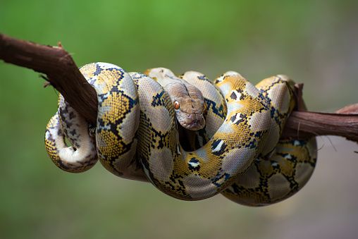 Reticulated Python Facts & Pictures: The Longest Snake In The World