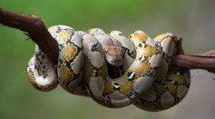 Reticulated python coiled around a tree branch