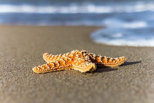 Starfish (Asteroidea) on sand - stock photo