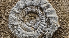 455-Million-Year-Old Well-Preserved Fossils of Two New Marine Worms Discovered in Morocco Exhibited 'Polar Gigantism'