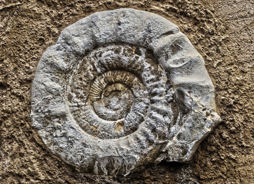 455-Million-Year-Old Well-Preserved Fossils of Two New Marine Worms Discovered in Morocco Exhibited 'Polar Gigantism'