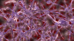  Novel Artificial Organic Neuron Effectively Mimic Natural Nerve Cells, Making It a Promising Technology for Medical Treatments