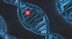  New Gene Editing Therapy May Help Treat Cardiovascular Disease, Repair Damaged Tissue After Heart Attack