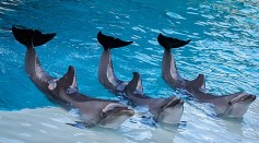 Dolphins Shout at Each Other for Cooperative Tasks But Less Successful Amid Human-Made Noises, Study Says