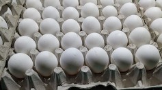 Bird Flu to Blame for Egg Shortage, Price Hike; Avian Influenza Shows No Signs of Slowing Down