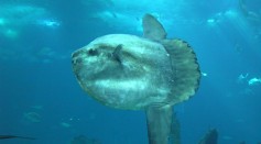 450-Pound Rare Sunfish Washes Ashore On North Topsail Beach