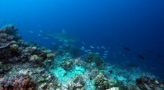 Two-Thirds of Coral Reef Sharks, Rays at Risk of Extinction Due to Overfishing