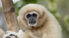 The White-handed gibbon, like the gorilla, chimpanzee and orangutan, is an ape, not a monkey. The chief characteristics distinguishing apes from monkeys are the absence of a tail, their more or less upright posture and the high development of their brain.