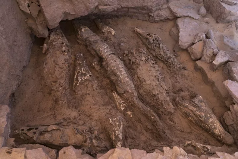 This picture shows mummified crocodiles found during excavations at Qubbat al-Hawā, Egypt. A study has found that the crocodiles were preserved in a unique way.