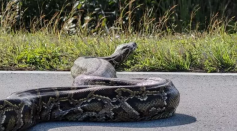 Photo of the Burmese python slithering off the road in the Everglades.