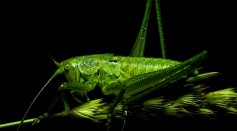 Grasshopper,Close-up of green insect on green background - stock photo