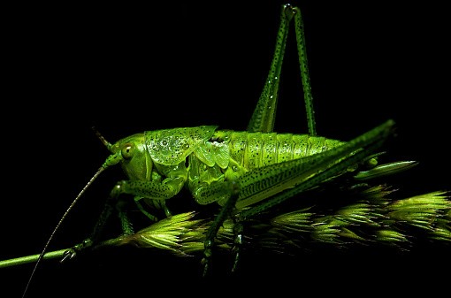 Grasshopper,Close-up of green insect on green background - stock photo