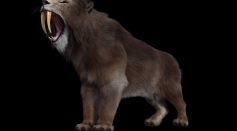  3D Scan Techniques Shed Light on How Smilodon Saber Teeth Effectively Despite Its Large Size
