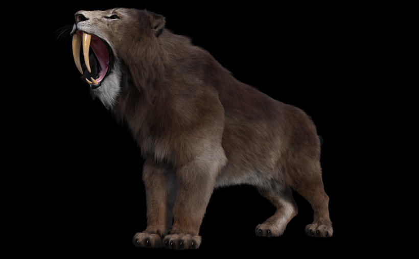  3D Scan Techniques Shed Light on How Smilodon Saber Teeth Effectively Despite Its Large Size