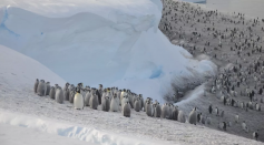 Scientists have discovered a previously unknown breeding colony of emperor penguins in satellite photographs of West Antarctica.