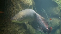  350-Pound Arapaima Fish Caught in South America [Watch]