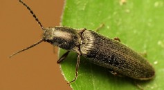 Click Beetle-Sized Robots Show Promising Benefits in Mechanical, Agricultural, Search-And-Rescue Setting [Study]