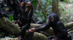 Chimps use a whole lexicon of gestures to convey messages like 'play with me' to other members of their group