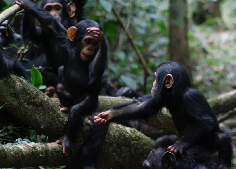 Chimps use a whole lexicon of gestures to convey messages like 'play with me' to other members of their group