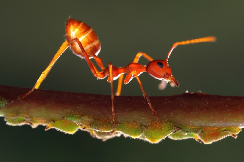  Ants Might Become a New Diagnostic Tool in the Future by Training Them To Detect Cancer in Urine