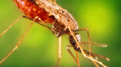 A female anopheles mosquito. A study says machine learning techniques to predict the age of mosquitoes from different populations could reduce turnaround time for malaria research. 