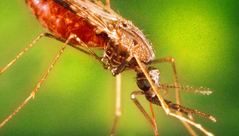 A female anopheles mosquito. A study says machine learning techniques to predict the age of mosquitoes from different populations could reduce turnaround time for malaria research. 