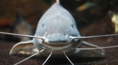 Catfish Inserted With Alligator Gene Via CRISPR Method to Protect Them Against Infection