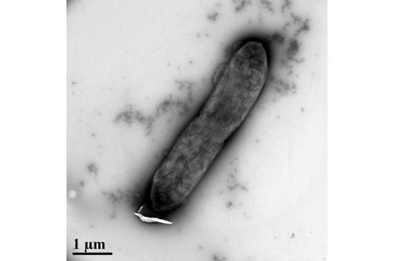 New research investigated whether silver nanoparticles could amplify the effects of antibiotics on antibiotic-resistant bacteria. 