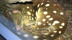 Giving Up Sleep For More Sex Is Killing Endangered Male Northern Quoll [Study]