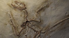  120 Million-year-old Fossil Proves Dinosaurs Ate Mammals, Debunking Previous Theories