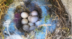  A study published in Behavioral Ecology and Sociobiology shows that, given the chance, birds will decorate their nests with the season’s must-have colours