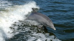 Bottlenose Dolphins, Humans Work Together to Catch Migrating Mullet in Brazil