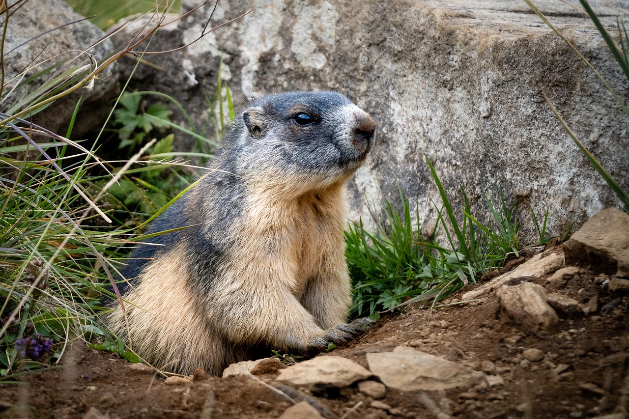 Groundhog Day 2023: Quebec's Fred La Marmotte's Sudden Death Shocked