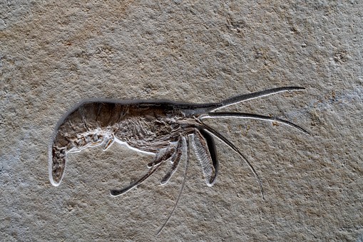 Shrimp fossils in rock formations - stock photo