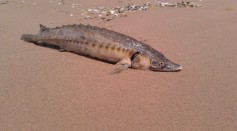  Corpse of a Rare Atlantic Sturgeon That Lived During the Time of Dinosaurs Washed Up on East Coast Beach