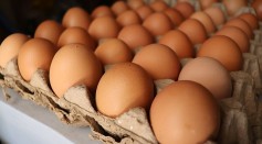 Egg Costs Drop But Bird Flu Remains a Threat to Farmers