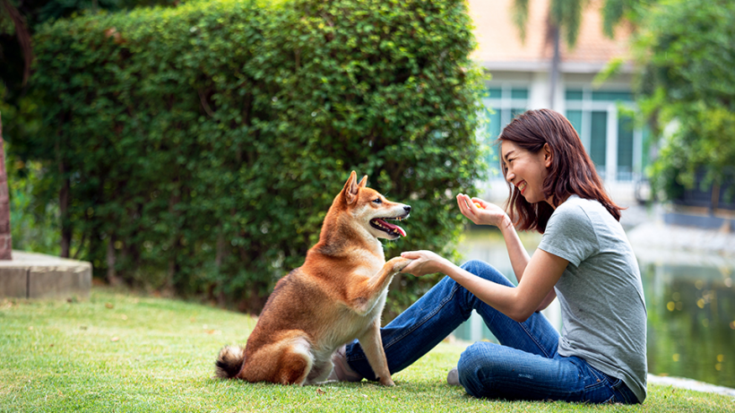 Stock image of a shiba inu and the owner.