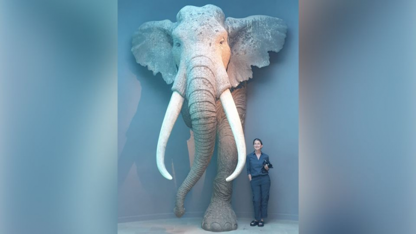 Study author Sabine Gaudzinski-Windheuser, who is 160 centimeters (5 feet 2 inches) tall, stands next to a life-sized reconstruction of an adult male straight-tusked elephant in the Landesmuseum für Vorgeschichte, Halle, Germany.