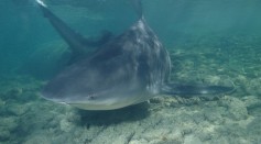 Aussie Teenager Died From Bull Shark Attack While Swimming With Dolphins; Expert Busted Popular Myth About The Fish, Mammal
