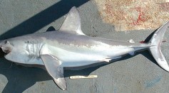 6-Foot Dead, Frozen Shark Washes Ashore on Cold Storage Beach