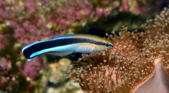 Bluestreak cleaner wrasse, Labroides dimidiatus, can recognize photos of themselves, suggesting that they have self-awareness.