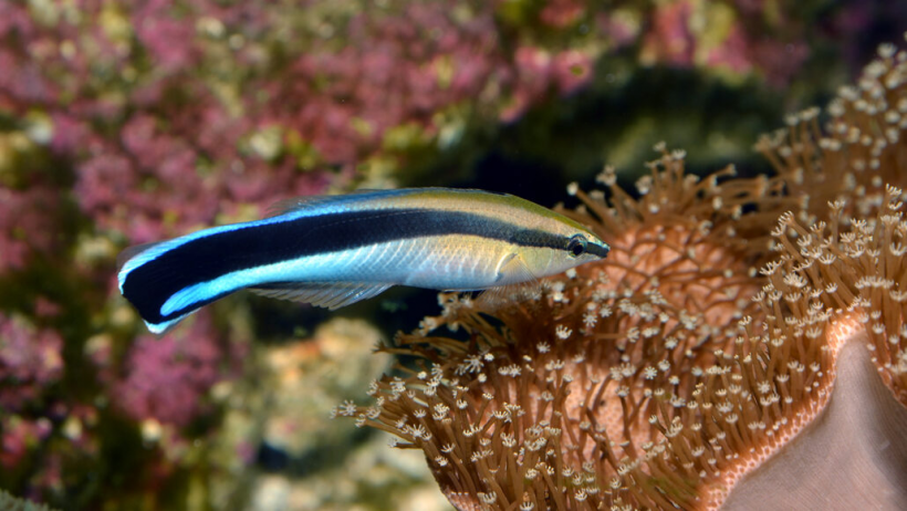 Bluestreak cleaner wrasse, Labroides dimidiatus, can recognize photos of themselves, suggesting that they have self-awareness.