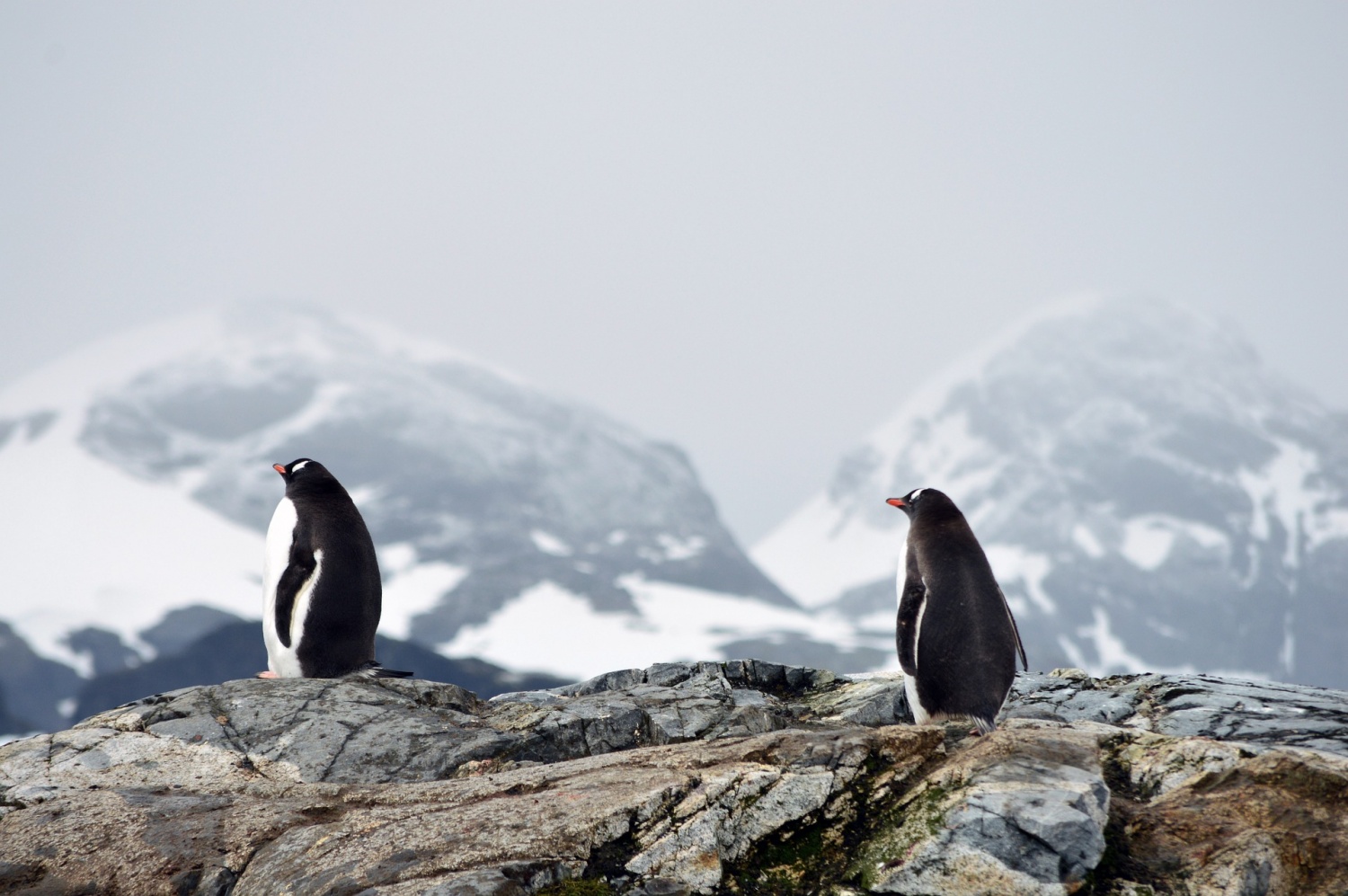 How Heavy Is The Largest Penguin Ever Discovered? Fossils Show It ...