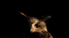 Eurasian eagle-owl - stock photo